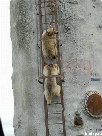 http://ru.trinixy.ru/pics3/20080709/podborka_335_39.jpg