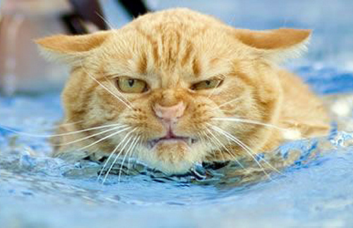 http://picfor.me/img/2008/08/14/31218711245_h.jpg