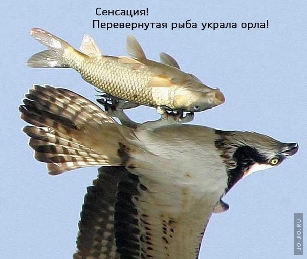 http://jo-jo.ru/uploads/posts/2008-10/1223288644_49.jpg