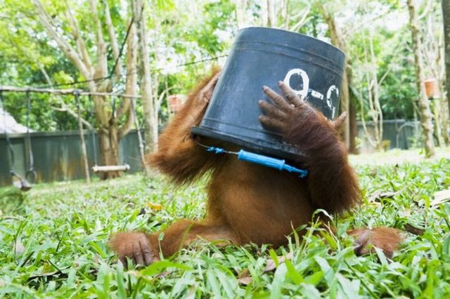 http://spynet.ru/images/2008/10/06/orangutangi/orangutangi_07.jpg