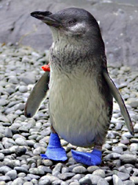 http://7pets.ru/partner/data/userfiles/users/admin/Image/news/2006-2007/tapok2.jpg