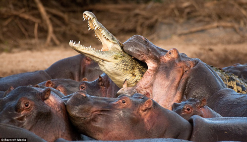 http://scienceblogs.com/tetrapodzoology/croc-killed-by-hippos-2-Vaclav-Silha-16-11-2009.jpg