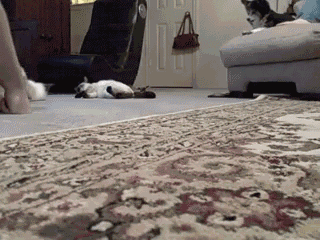 http://img33.imageshack.us/img33/8426/2ypkmj5.gif