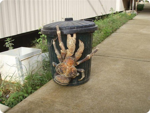 http://www.zoopicture.ru/wp-content/uploads/2009/04/coconutcrabs1.jpg