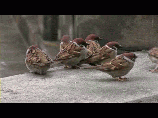 http://de.trinixy.ru/pics4/20100126/gifki_01.gif