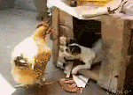 http://svalko.org/data/2010_03_04_14_47_355972_1.gif