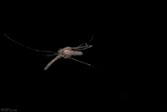 http://4gifs.com/gallery/d/151277-1/Mosquito_lasered.gif