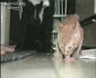 http://s002.radikal.ru/i198/1005/7a/0a27bc0591a3.gif