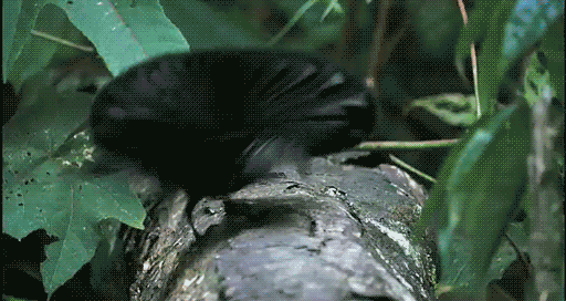 http://i030.radikal.ru/1006/5a/c509cdb11caa.gif