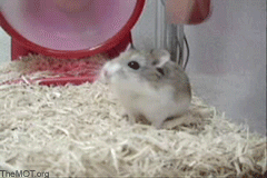 http://s50.radikal.ru/i129/1006/2e/be7c9ff6437a.gif