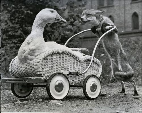 http://rulesofawesomeness.com/wp-content/uploads/2010/03/fox-pushing-duck-cart.jpg