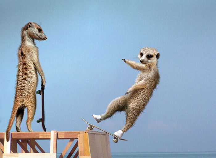 http://www.webpark.ru/uploads54/101102/maverick_meerkats_01.jpg