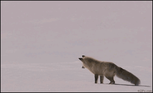 http://lh3.ggpht.com/_gpJx1a6KTGY/TMCXS-evn1I/AAAAAAAAATI/5MQyPBmhIDw/1287353426396.gif