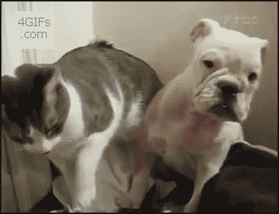 http://4gifs.com/gallery/d/171236-1/Cat_owns_dog.gif