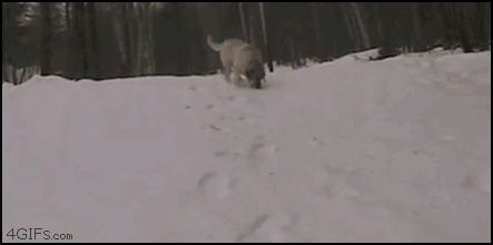 http://4gifs.com/gallery/d/177127-1/Dogs_snow_body_sledding.gif