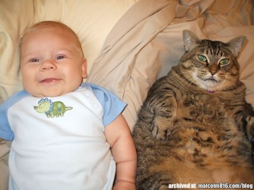 http://malcolm816.com/blog/wp-content/gallery/cats/fat-cat-and-baby.jpg