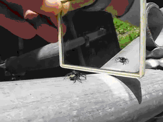 http://binaryanimal.spb.ru/tmp/spider.gif