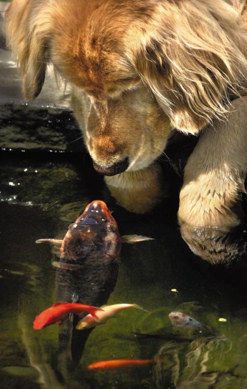 http://www.inpic.ru/pic/6978-4f37f72c.jpg