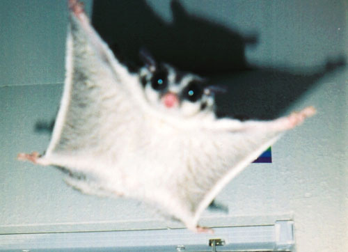 http://s3prod.weheartit.netdna-cdn.com/images/2127892/JI85xtLXmlzlp1znnJijmPcOo1_500_large.jpg