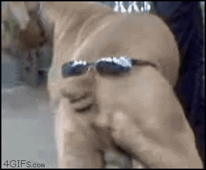 http://4gifs.com/gallery/d/178344-1/Dog_sunglasses.gif