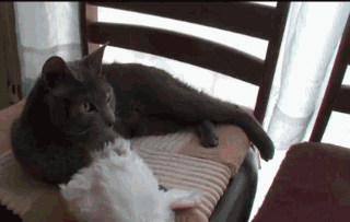 http://leprastuff.ru/data/img/20110125/611654dfba8cb2b657c96206c591452a.gif