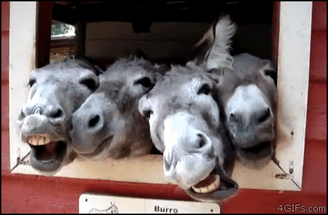 http://s53.radikal.ru/i140/1102/02/67546685eebd.gif