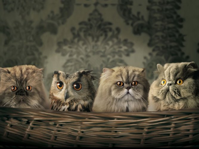 http://f1.foto.rambler.ru/preview/r/668x501/4d01f9ed-15fa-c32b-b29e-dd42ba89b7cc/МАСКИРОВКА.jpg