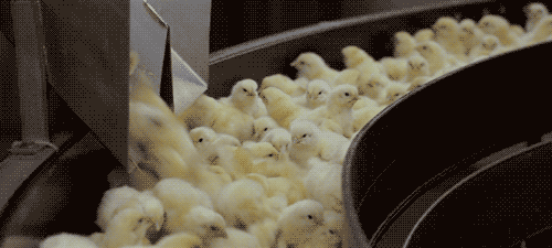 http://media.tumblr.com/tumblr_lj863hl7HV1qfigmh.gif