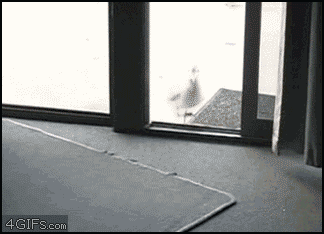 http://www.yapfiles.ru/files/246782/Sneaky_seagull_glass.gif