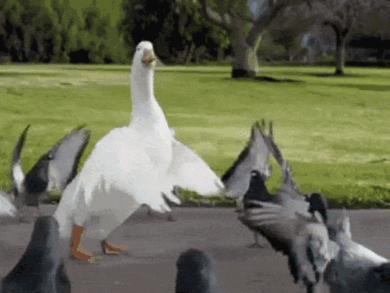 http://1.bp.blogspot.com/--q0cYbrrgxI/TdFK8iBbIHI/AAAAAAAAGm0/MLgHVVWQ4iQ/s1600/goose.gif