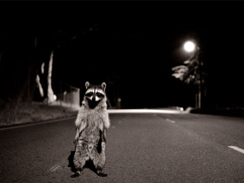 http://img.ffffound.com/static-data/assets/6/3418cf6750b3d9781193168252007032bce99909_m.jpg