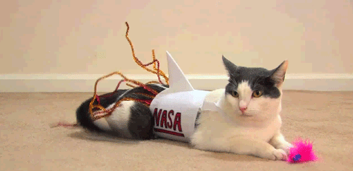 http://26.media.tumblr.com/tumblr_llh3q5Pe9L1qiwk62o1_500.gif