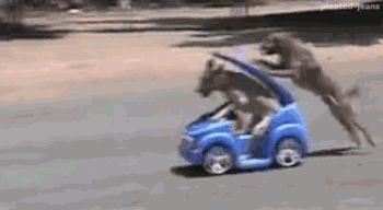 http://pleated-jeans.com/wp-content/uploads/2011/06/dog-race.gif