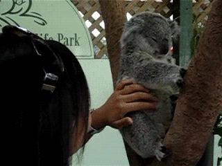 http://i1086.photobucket.com/albums/j460/bi0tech/giftrash_stuff/4lvl/tumblr_lninm7NUBD1qbhtrto1_400.gif