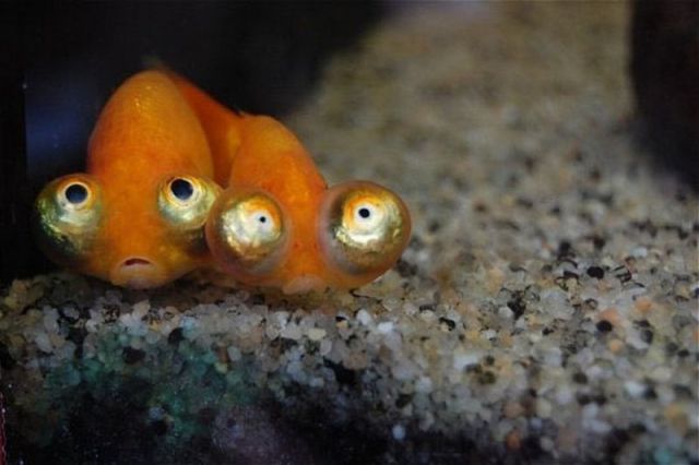 http://img.izismile.com/img/img4/20110707/640/these_funny_animals_740_640_43.jpg