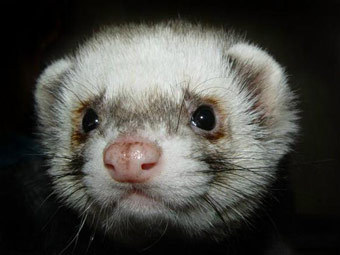 http://img.lenta.ru/news/2011/07/14/animals/picture.jpg