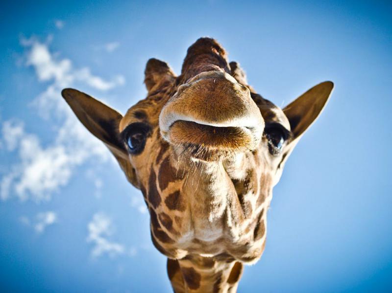 http://images.nationalgeographic.com/wpf/media-live/photos/000/368/cache/giraffe-mexico_36881_990x742.jpg