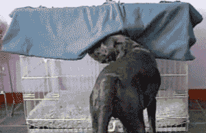 http://29.media.tumblr.com/tumblr_lozvsq0xYi1qfjjglo1_400.gif