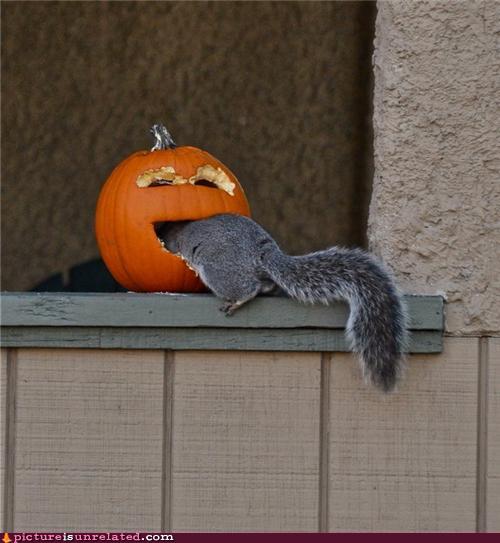 http://cheezpictureisunrelated.files.wordpress.com/2011/09/wtf-photos-videos-yummy1.jpg