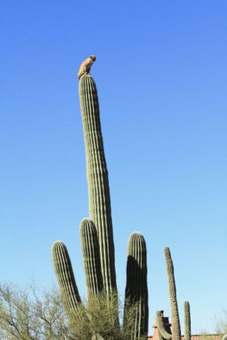 http://laughingsquid.com/wp-content/uploads/BOBCAT-ON-CACTUS-5_20110406163801_640_480.jpg