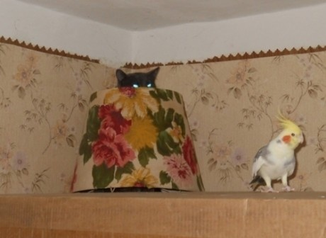 http://s2.ipicture.ru/uploads/20111121/YtT03SoV.png