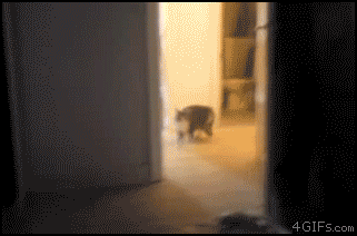 http://forgifs.com/gallery/d/196445-1/Cat-attacks-mirror.gif