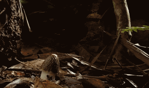 http://i.imgur.com/O59Wo.gif