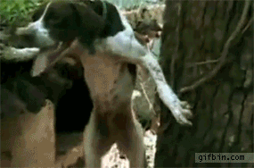 http://gifs.gifbin.com/012011/1294922956_tree-climbing-dog.gif