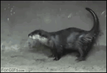 http://cs5622.userapi.com/u831568/docs/af1563d8cd0d/27a59b4f008d.gif