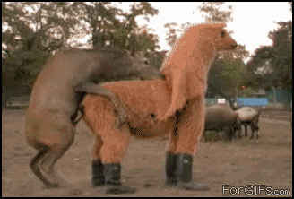http://forgifs.com/gallery/d/84487-1/Elk_mounts_Llama_suit.gif