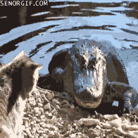 http://chzgifs.files.wordpress.com/2012/01/funny-gifs-this-could-have-ended-much-worse.gif