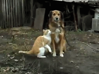 http://pit.dirty.ru/dirty/1/2012/03/31/30574-220600-e4197f326728e141b833c85f01c1ad90.gif
