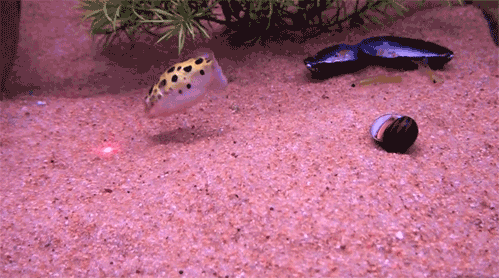 http://27.media.tumblr.com/tumblr_m1nm5knBMu1qfjjglo1_r1_500.gif