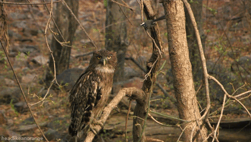 http://picsee.net/upload/2012-04-12/fbab0126597a.gif
